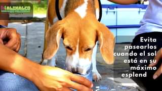 ¡Cuidemos a nuestras mascotas Con las olas de calor por