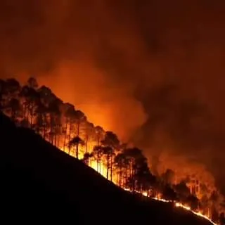 ¡Cuidemos nuestros bosques De acuerdo con la Secretaria de Medio jpg