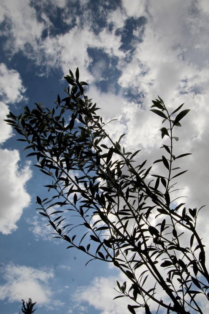 1688222691 124 GOBIERNO DE CHIMALHUACAN INICIA CAMPANA SEMBRANDO UN ARBOL COSECHANDO VIDA