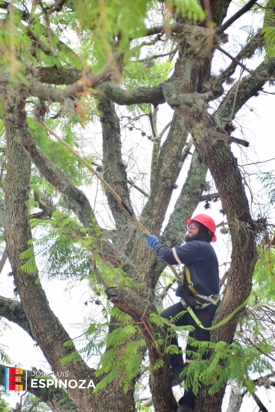 1688586992 58 A peticion ciudadana se sanea arboles del atrio municipal retirando