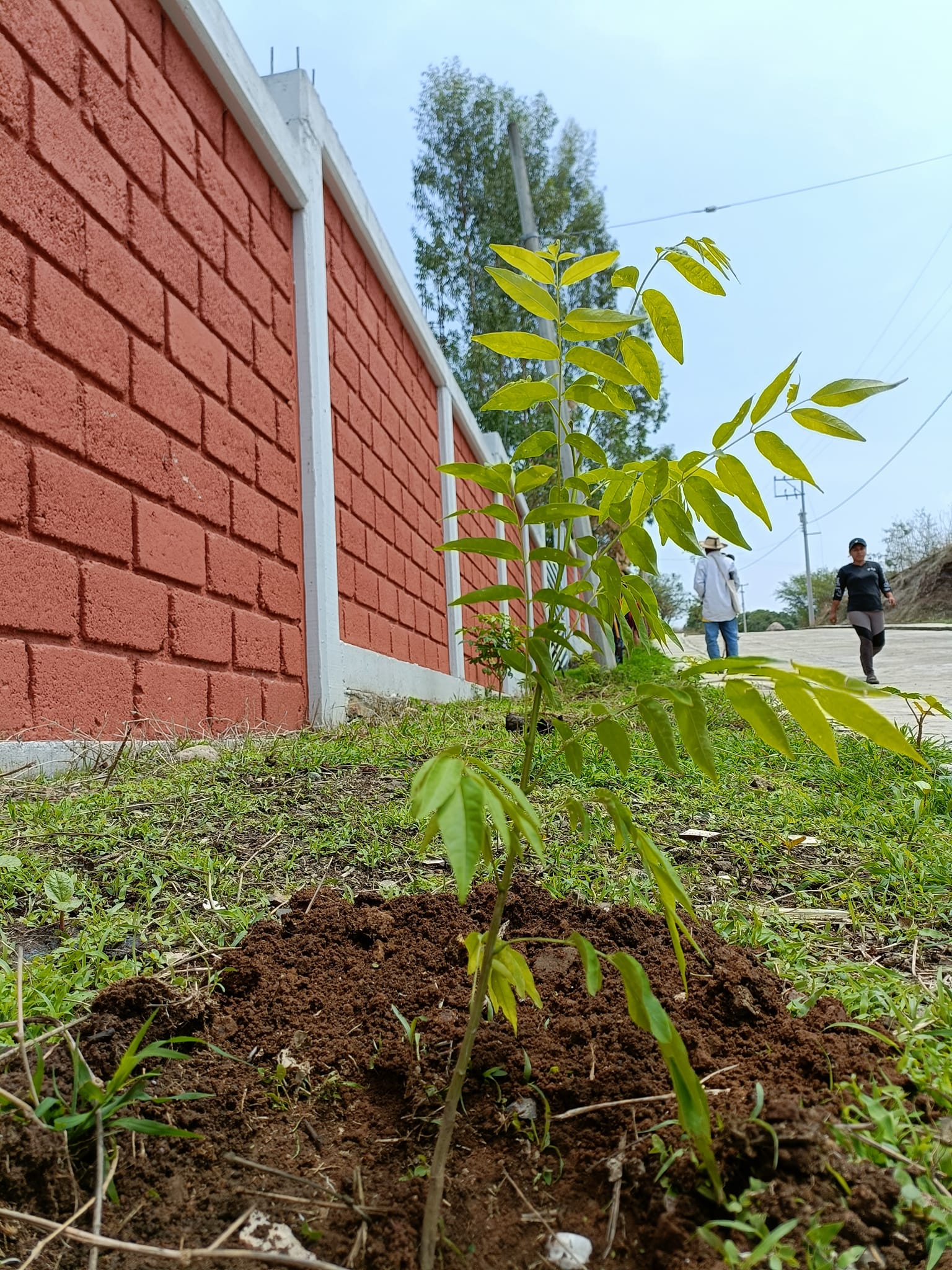 1688663652 A traves de la Direccion de Ecologia y Medio Ambiente