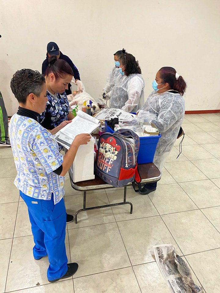 1688677106 924 Hoy concluimos una jornada mas de esterilizacion canina y felina