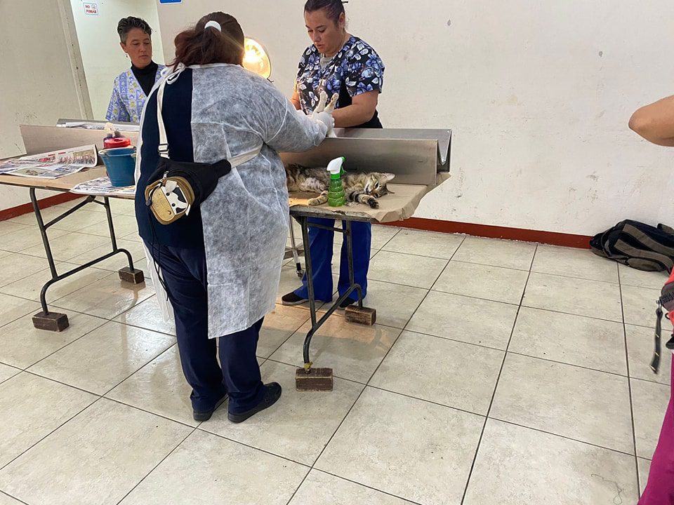 1688677112 237 Hoy concluimos una jornada mas de esterilizacion canina y felina