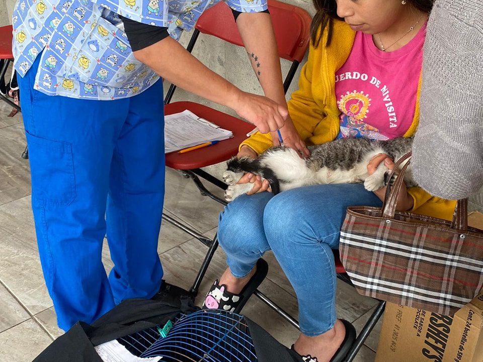 1688677118 817 Hoy concluimos una jornada mas de esterilizacion canina y felina