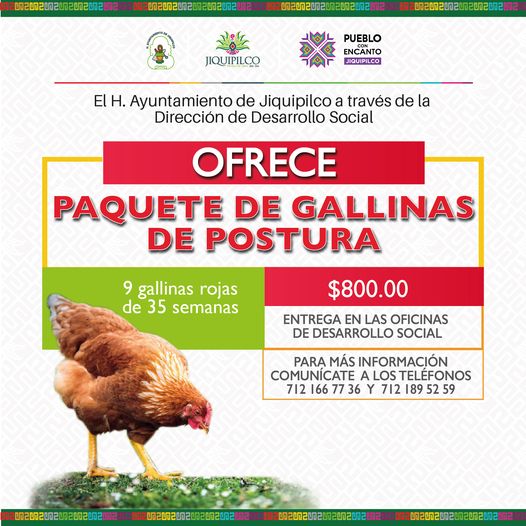 1688734603 La Direccion de Desarrollo Social te ofrece paquete de gallinas