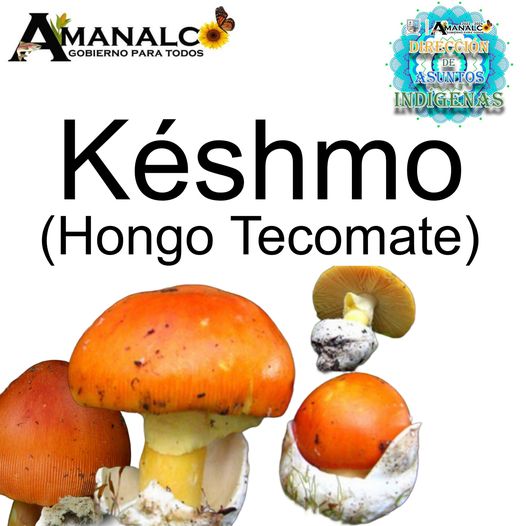 1688740310 Keshmo Hongo de Tecomate en Otomi En esta epoca de