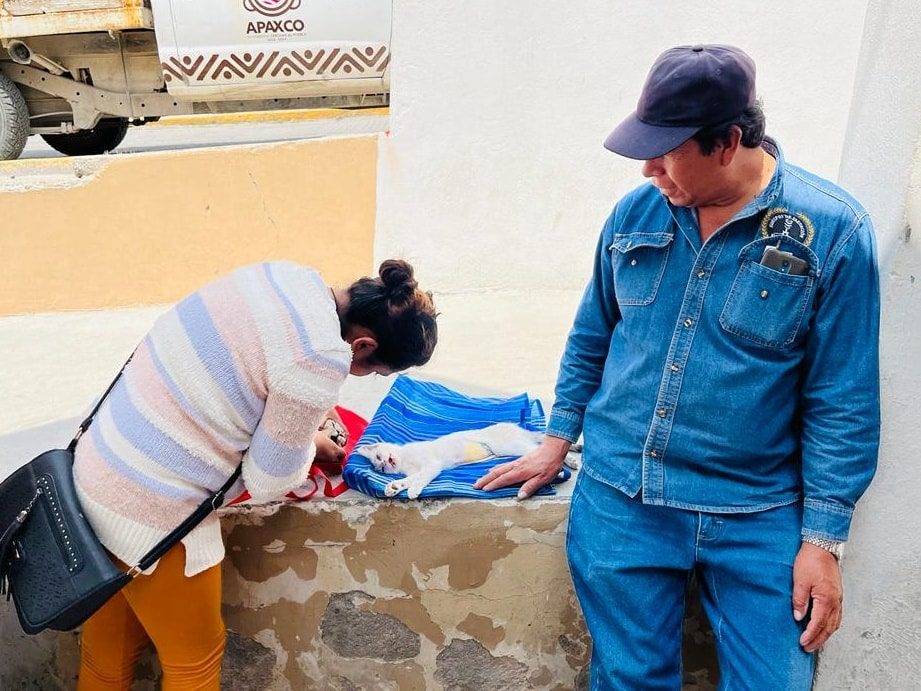 1688751938 PERROS Y GATOS FUERON ESTERILIZADOS EN SANTA MARIA