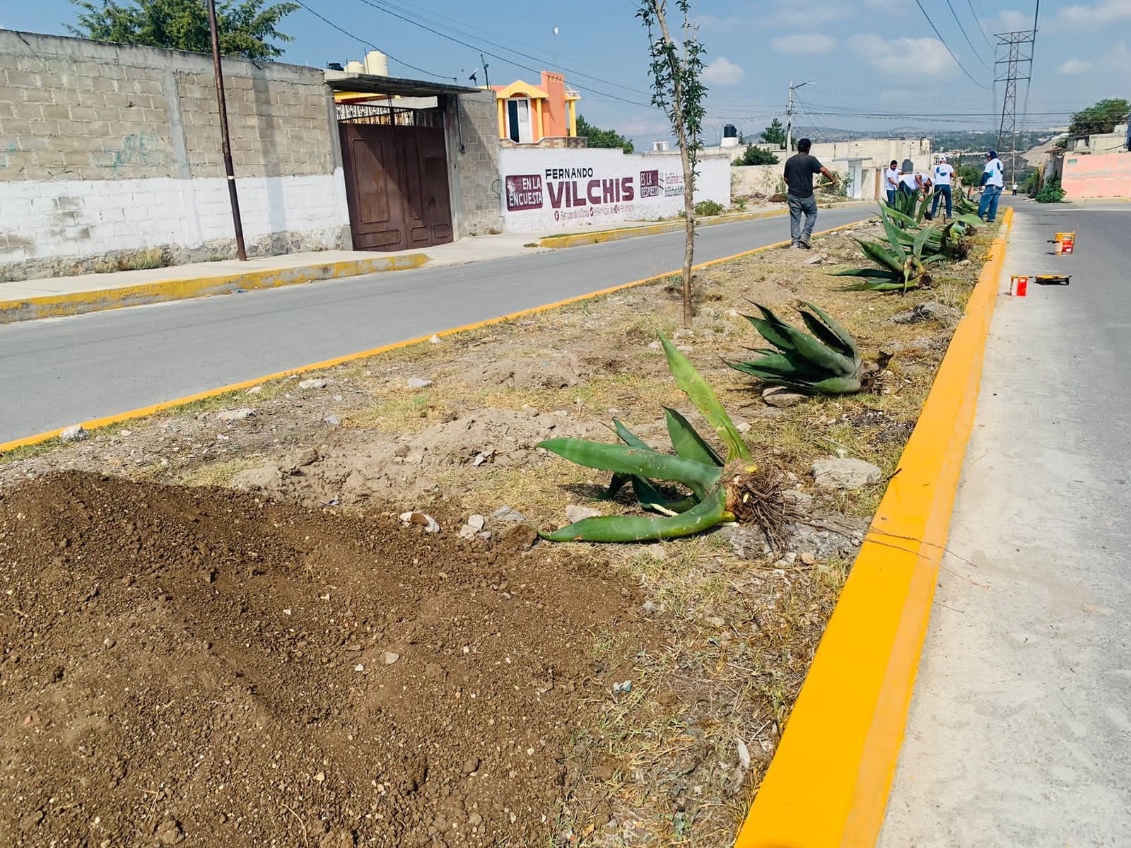 1688843194 20 PLANTAMOS MAGUEYES EN BULEVAR DE LOMA BONITA