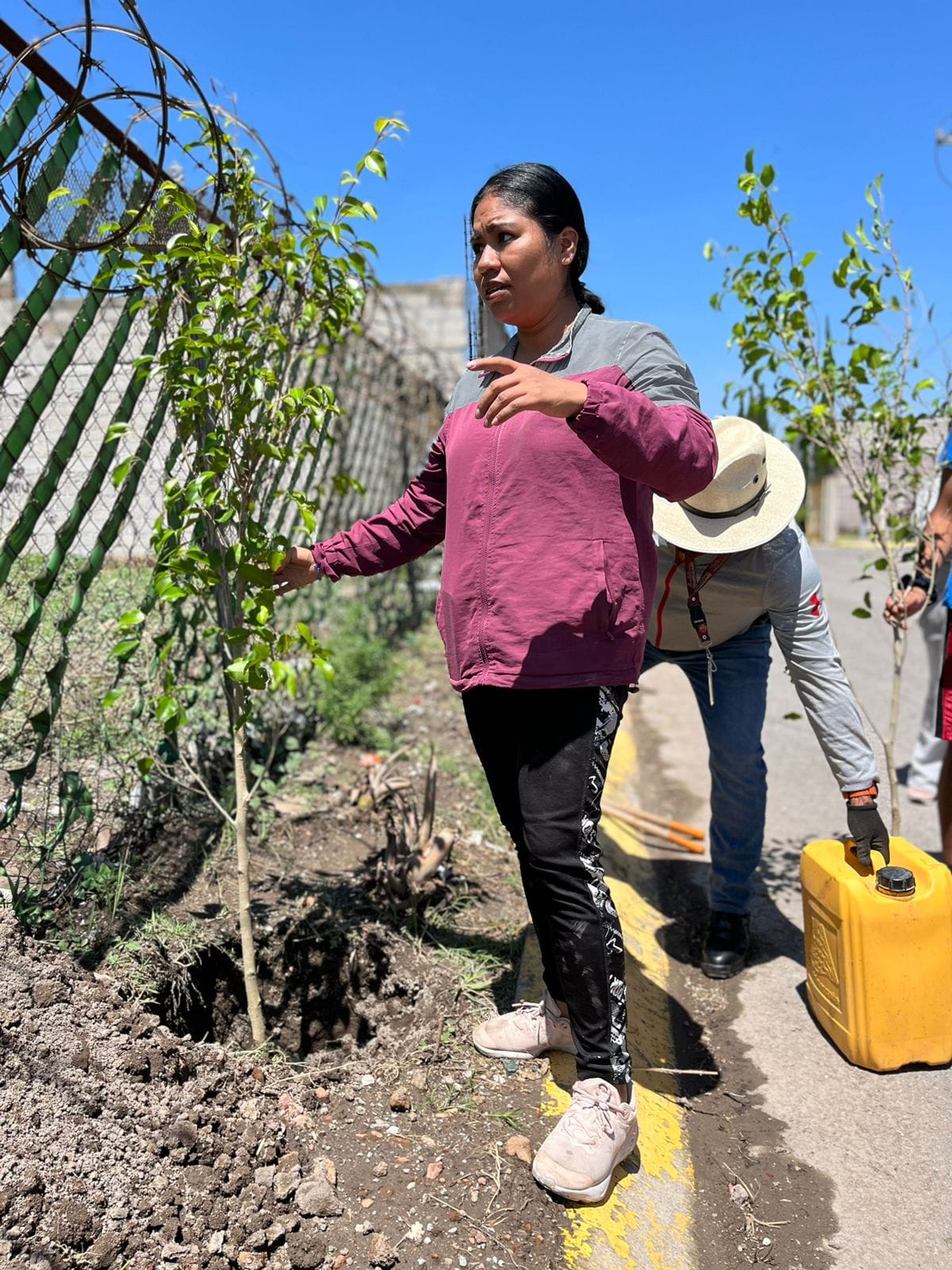 1689171646 390 ¿Sabias que la reforestacion no solo embellece nuestro entorno sino