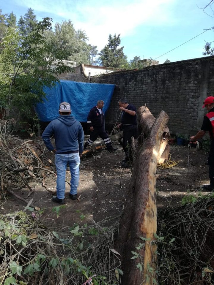 1689196344 83 CONTINUA LOS TRABAJOS DE RETIRO DE ARBOLES Y RAMAS CAIDAS