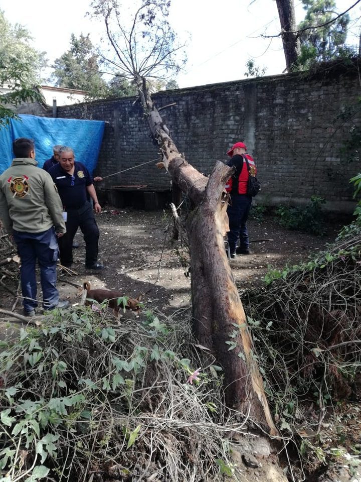 1689196354 275 CONTINUA LOS TRABAJOS DE RETIRO DE ARBOLES Y RAMAS CAIDAS