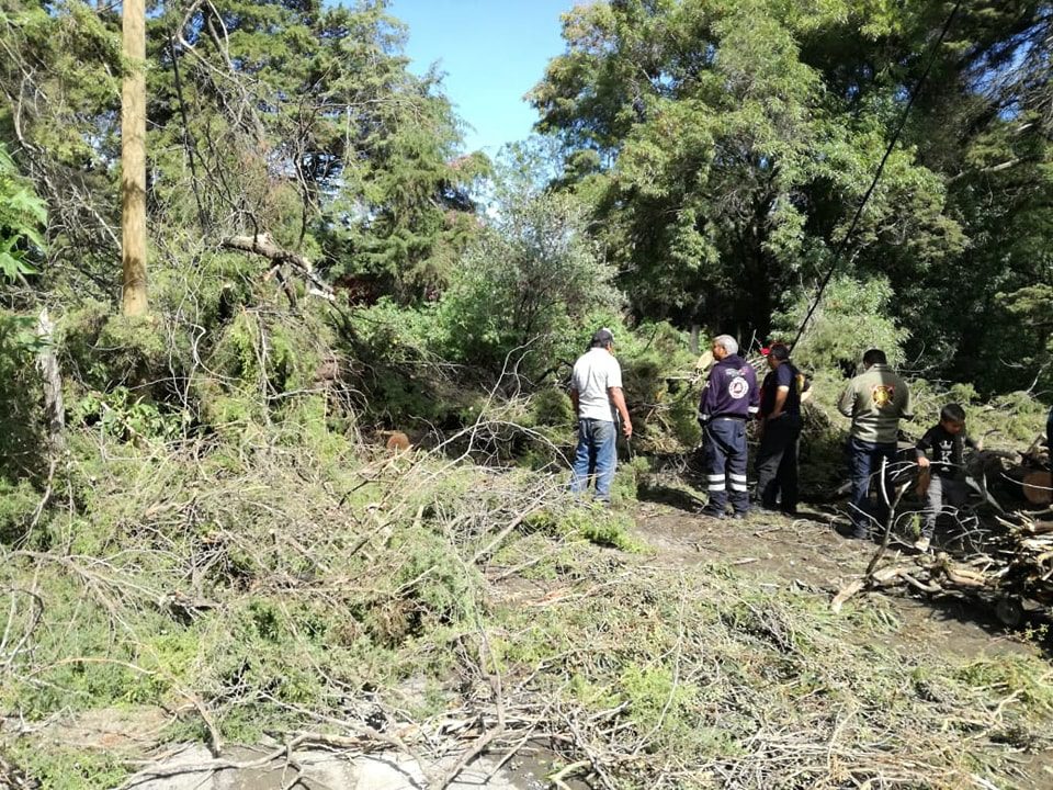 1689196362 899 CONTINUA LOS TRABAJOS DE RETIRO DE ARBOLES Y RAMAS CAIDAS