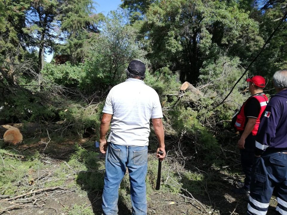 1689196369 568 CONTINUA LOS TRABAJOS DE RETIRO DE ARBOLES Y RAMAS CAIDAS