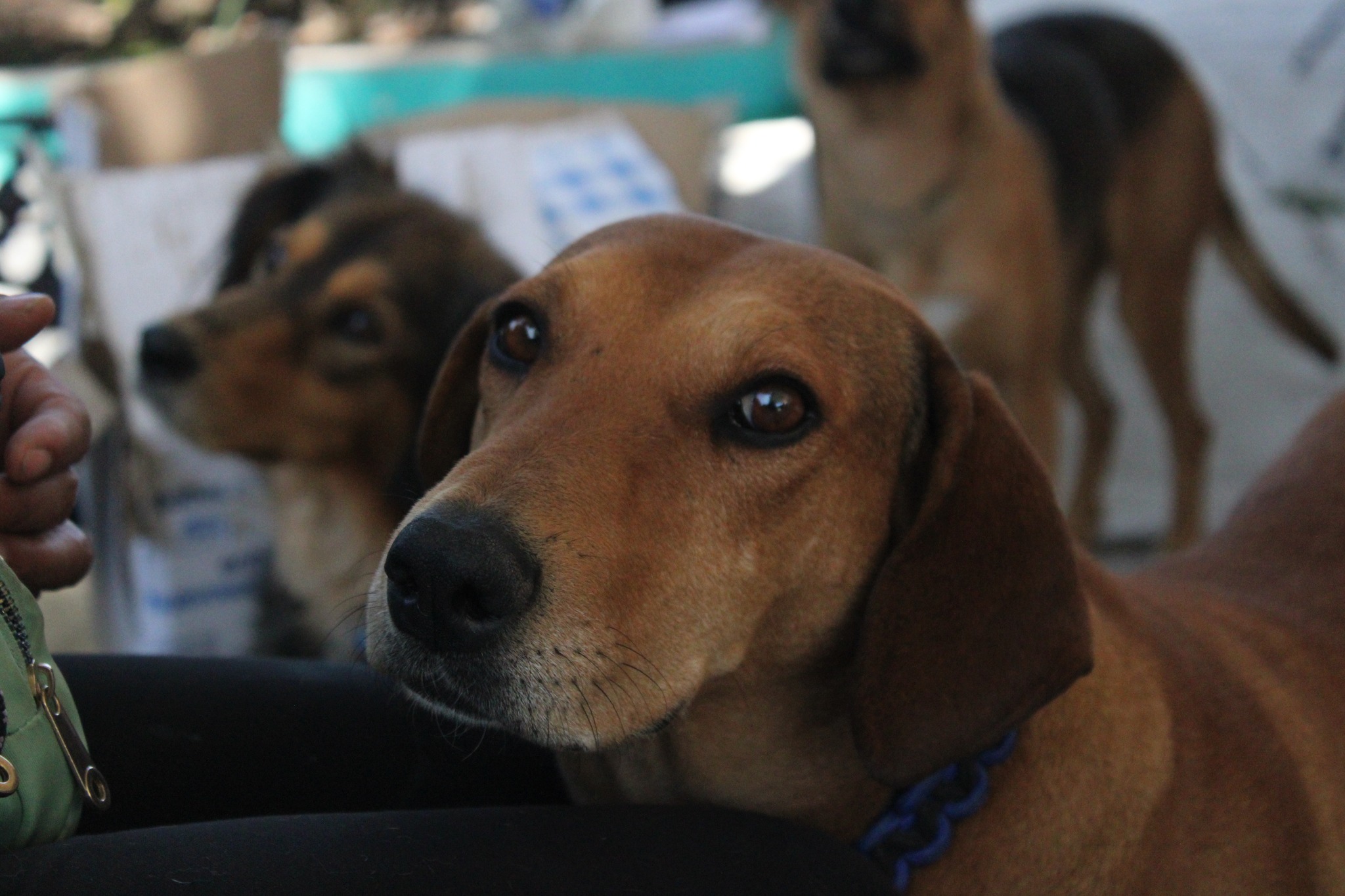 1689971721 769 ¡Hoy 21 de julio celebramos el Dia Mundial del Perro