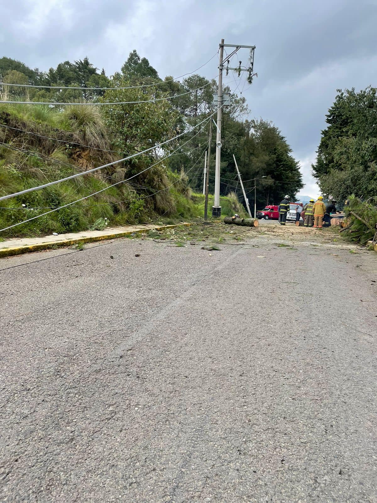 1689972117 269 Debido a la caida de un arbol es afectada la