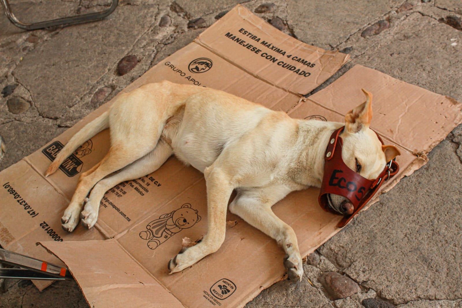 1689975531 678 En este momento se esta realizando la esterilizacion canina y