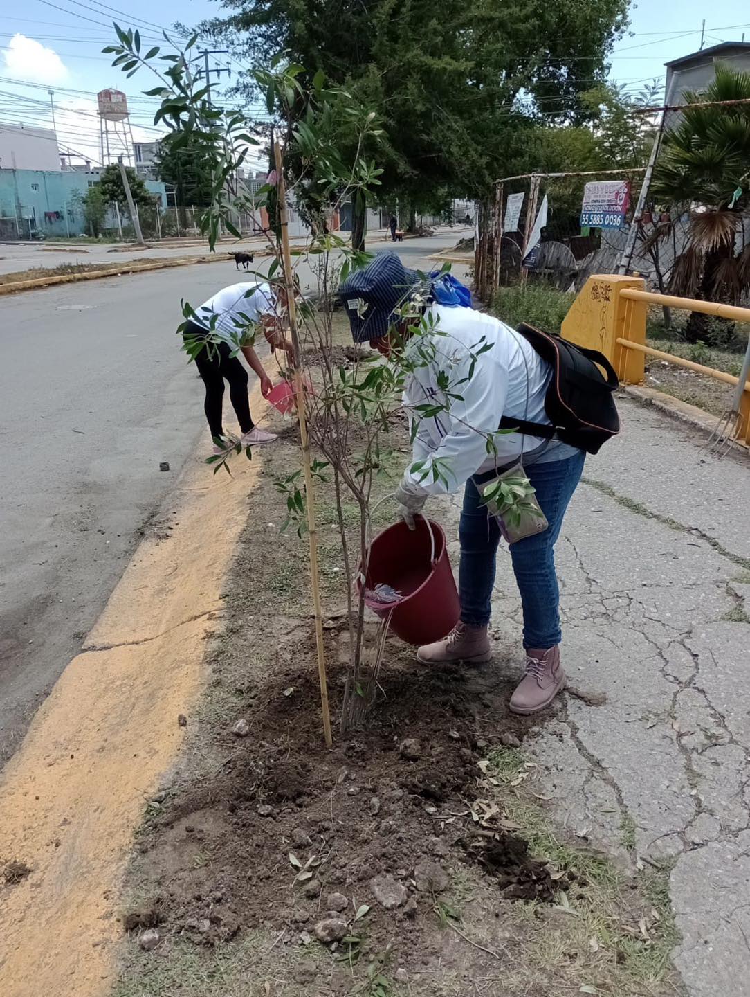 1689977215 611 Dentro del marco conmemorativo del Dia del Arbol llevamos a