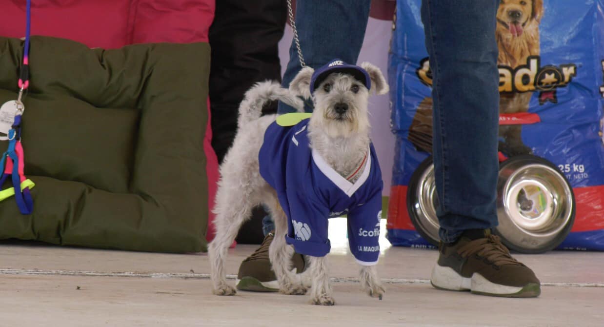 1689983232 221 Te compartimos algunas imagenes de nuestro Concurso de Disfraces Canino