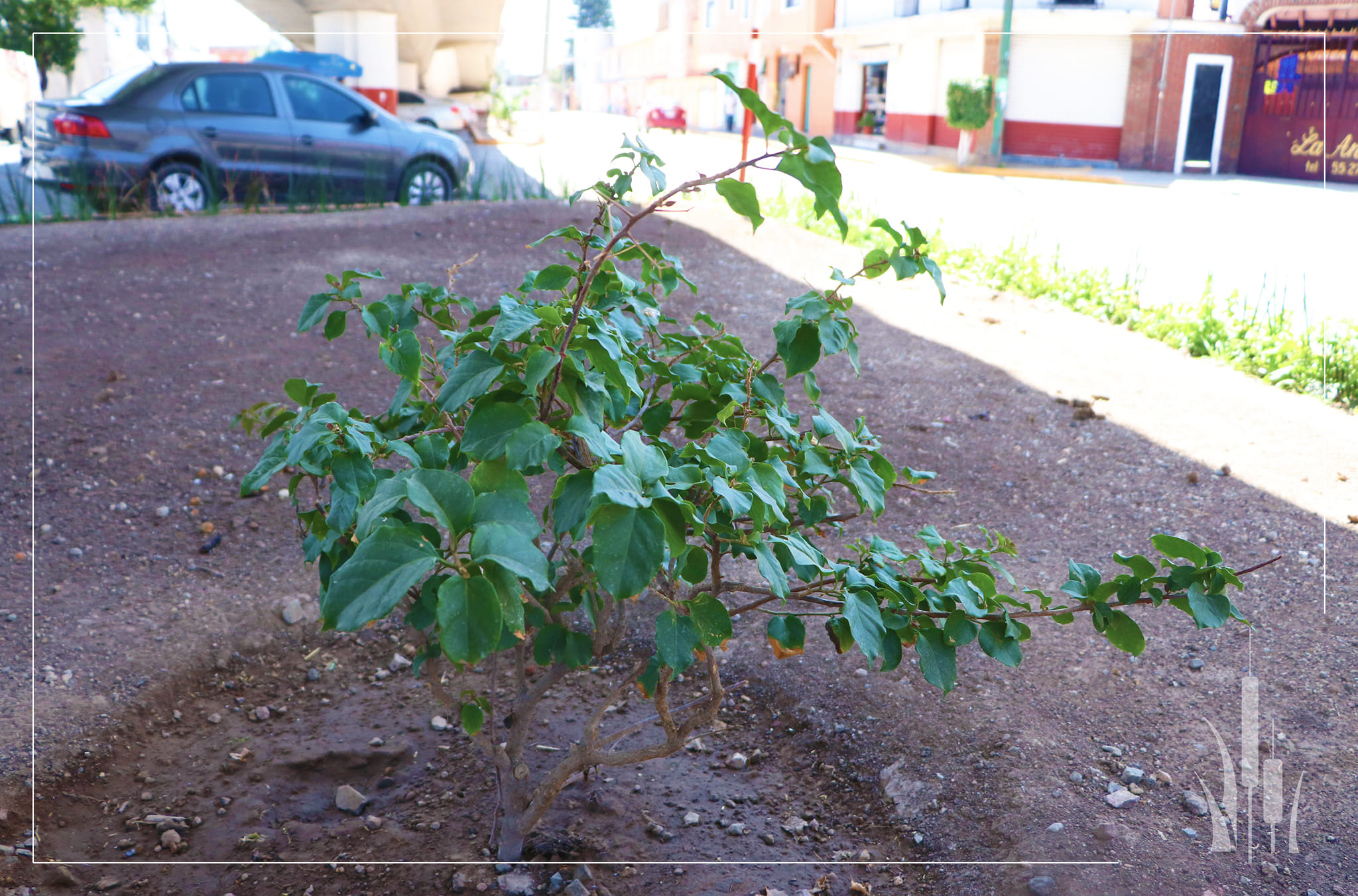 1690037669 723 Asi luce el recien Reforestado bajo puente ubicado en Avenida