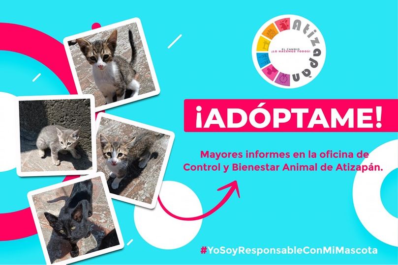 1690058467 748 Si estas interesado en adoptar alguno de estos gatitos acercate