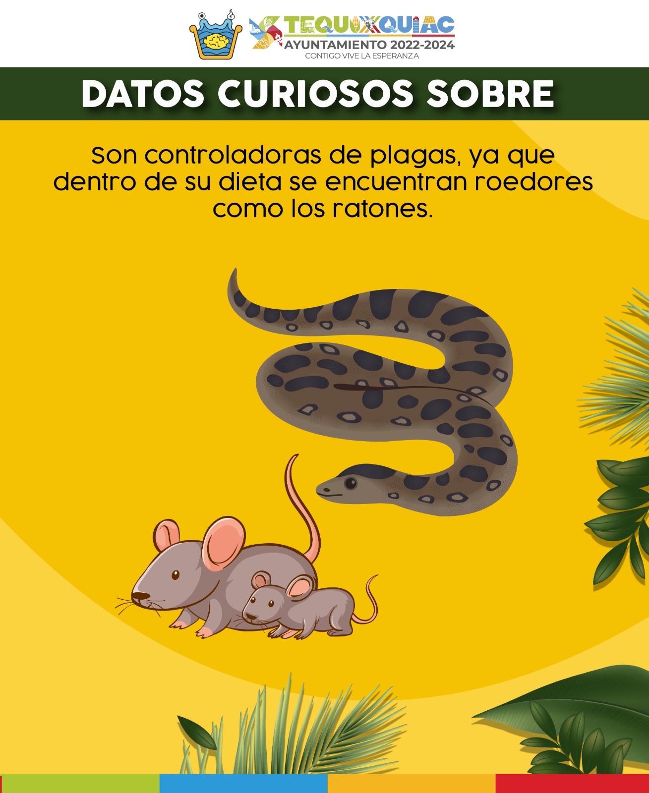 1690124340 328 Conoce al cincuate una serpiente que habita en los ecosistemas