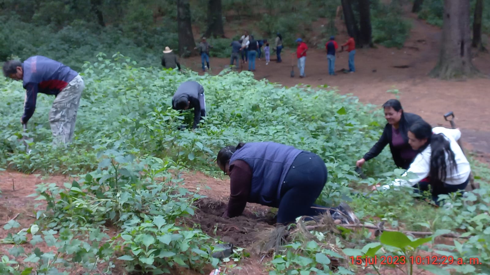 1690139880 241 Con gran exito arrancamos la Campana de Reforestacion Forestal 2023