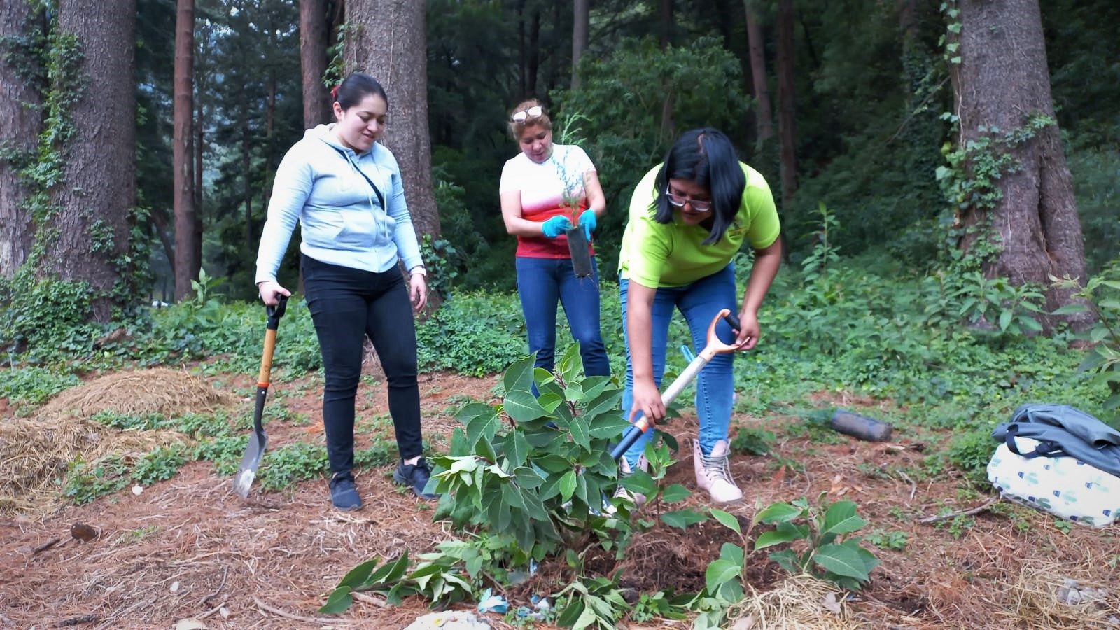 1690139888 678 Con gran exito arrancamos la Campana de Reforestacion Forestal 2023