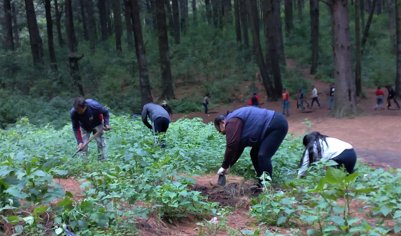 1690139892 97 Con gran exito arrancamos la Campana de Reforestacion Forestal 2023