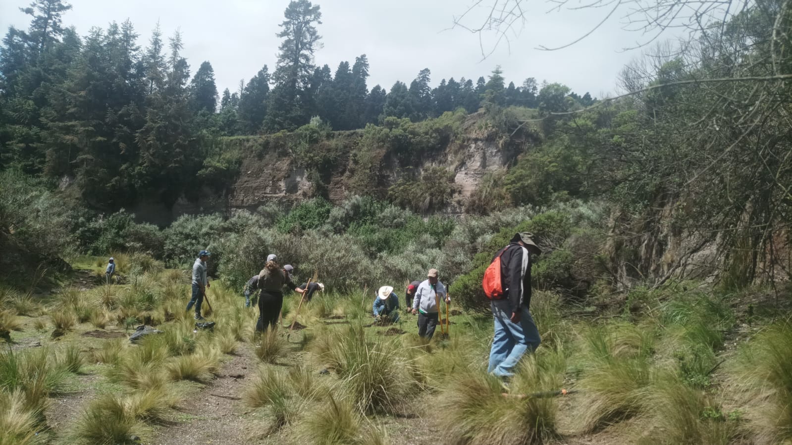 1690143343 102 ¡Estamos reforestando Son seis mil arboles que en una primera