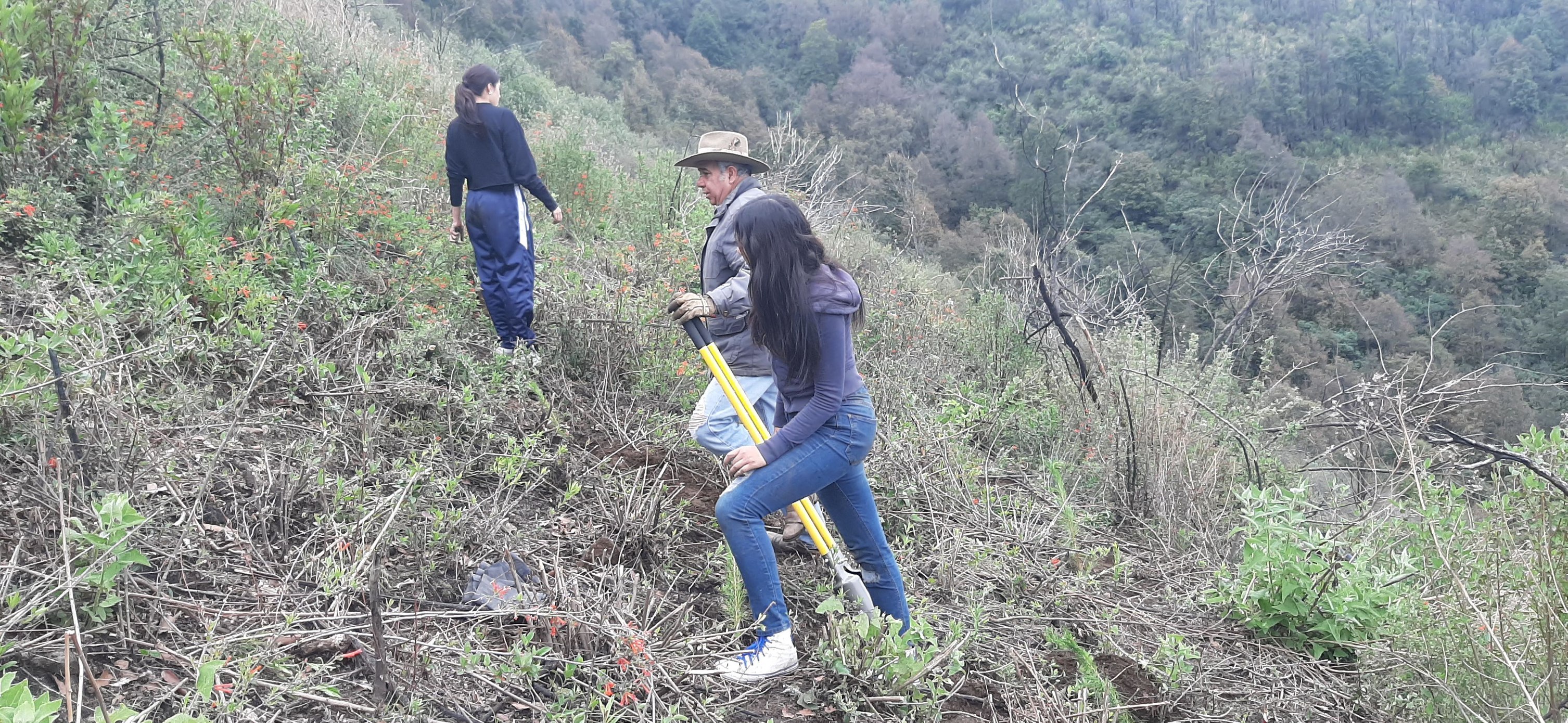 1690143346 848 ¡Estamos reforestando Son seis mil arboles que en una primera