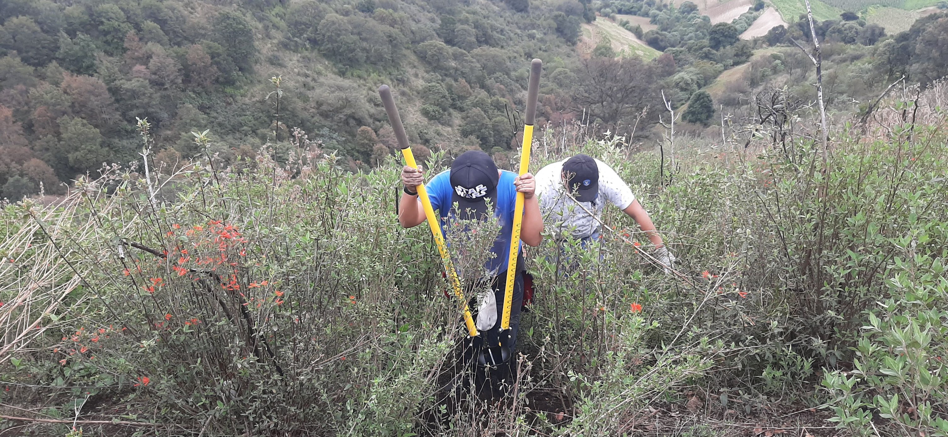 1690143350 210 ¡Estamos reforestando Son seis mil arboles que en una primera