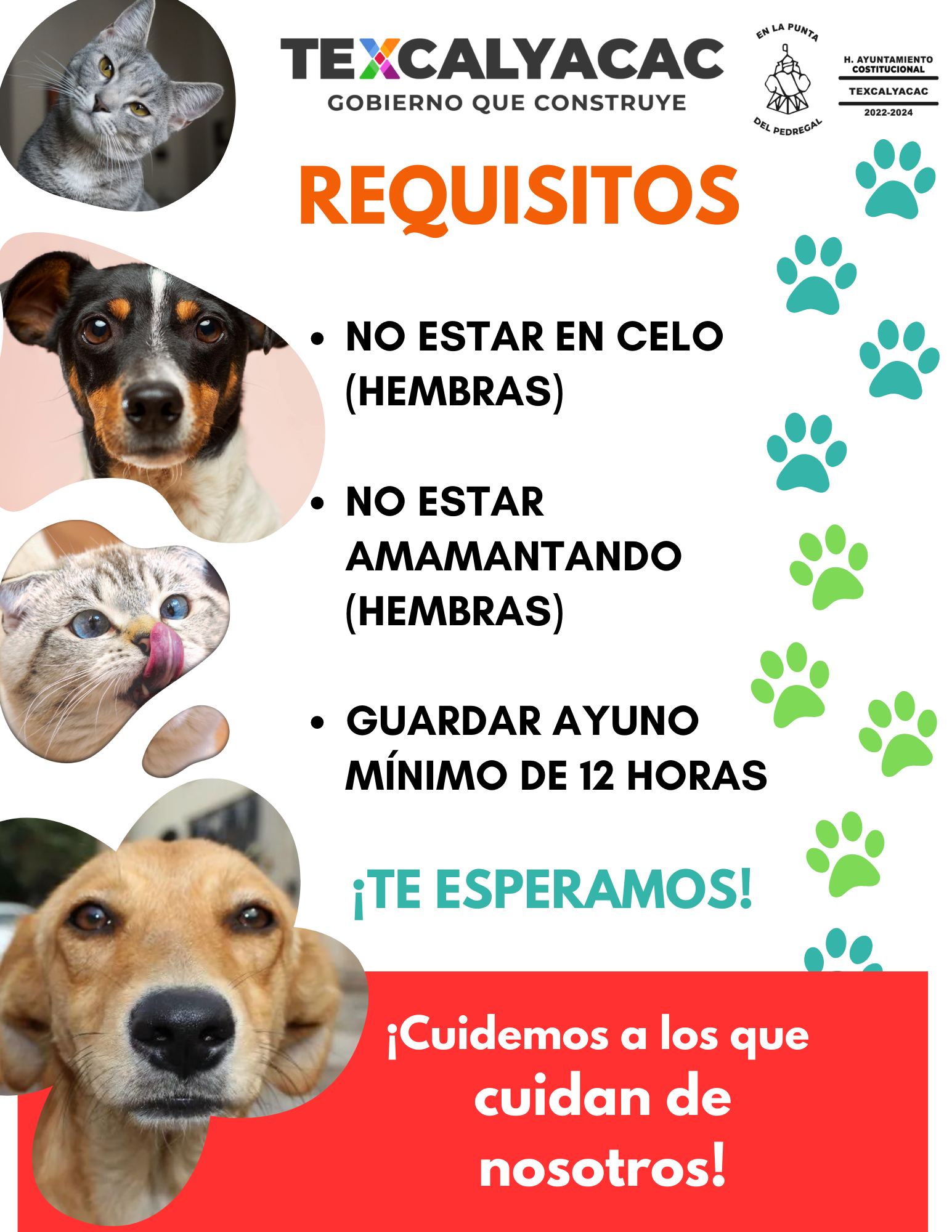 1690147685 875 ESTERILIZACION CANINA Y FELINA El Gobierno Municipal de Texcalyacac a