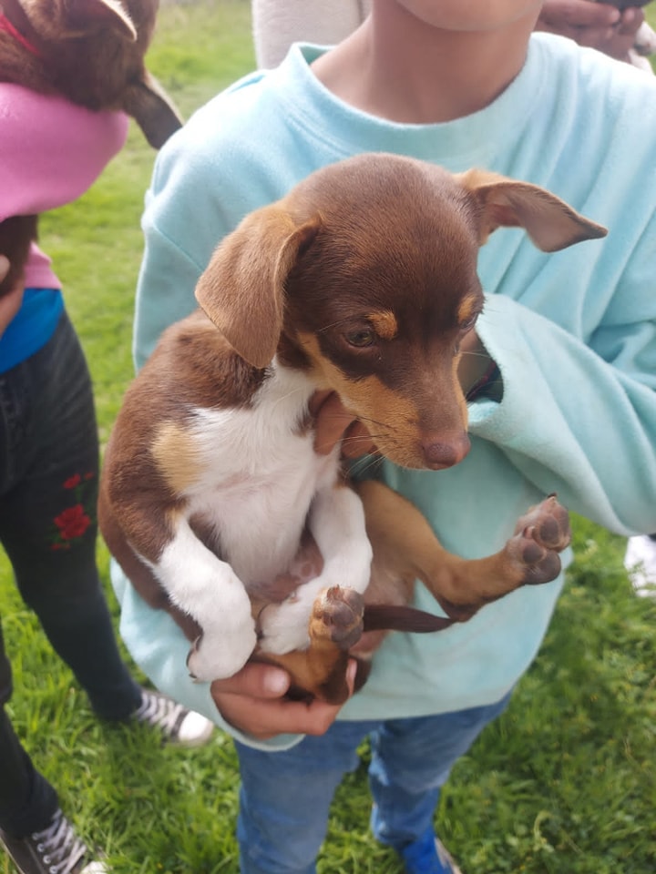 1690238235 975 Hoy en San Miguel Balderas acercamos una jornada de esterilizacion