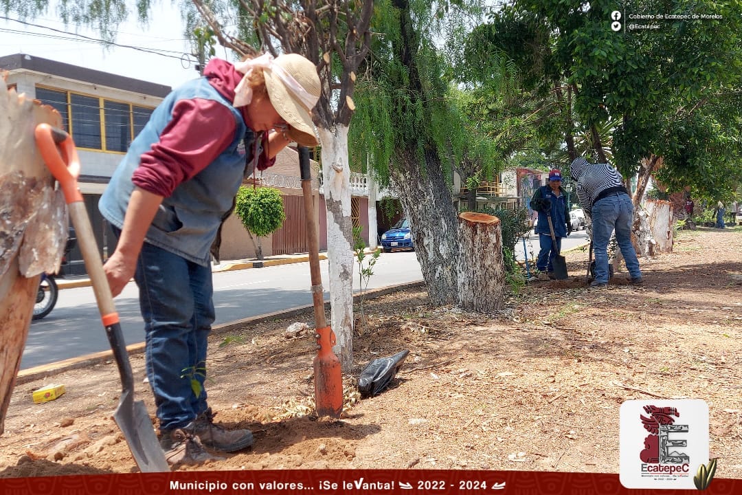 1690477407 223 Campanilla jacaranda trueno y fresno junto con varios arboles frutales