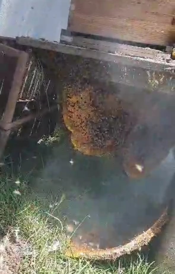 1690478767 483 Durante el verano las abejas requieren de un consumo