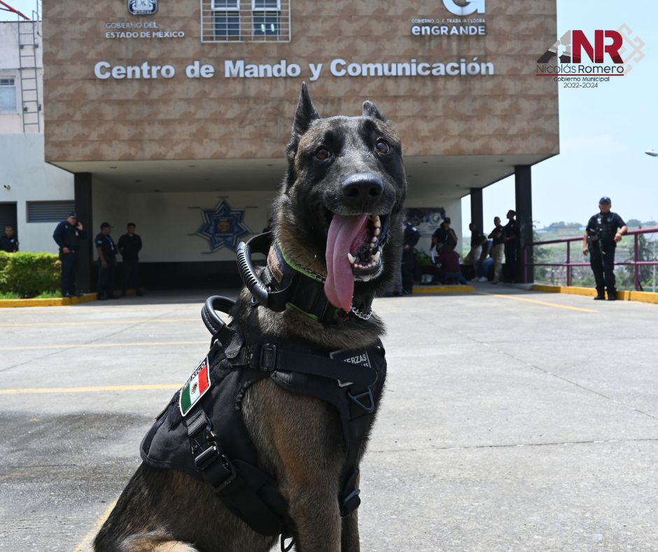 1690552779 244 ¡Nuestros valientes perros policia adiestrados en Nicolas Romero nos llenan