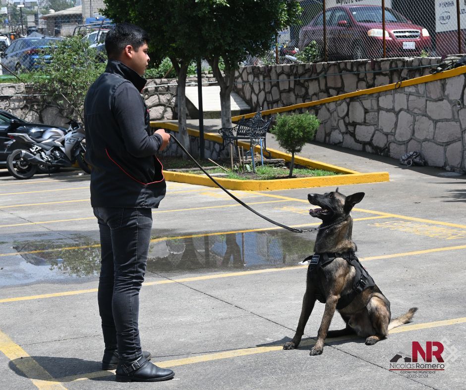 1690552783 514 ¡Nuestros valientes perros policia adiestrados en Nicolas Romero nos llenan