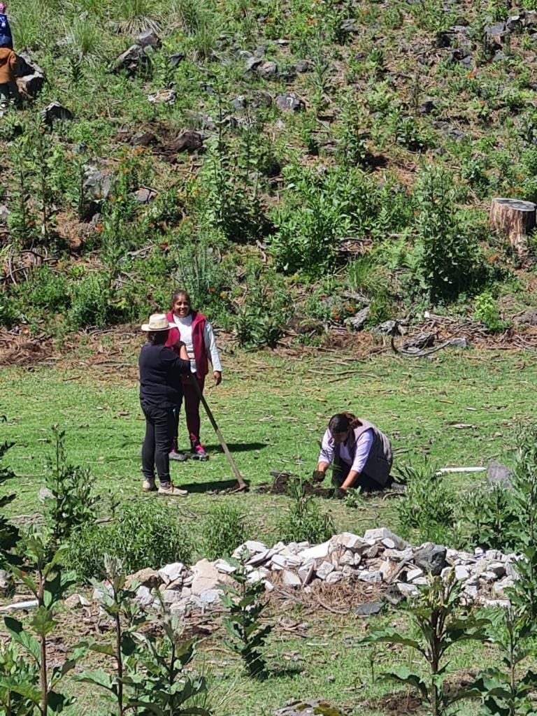 1690665547 625 2Reforestacion San Miguel de Ocampo Esta manana contamos con