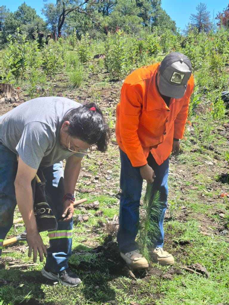 1690665551 755 2Reforestacion San Miguel de Ocampo Esta manana contamos con