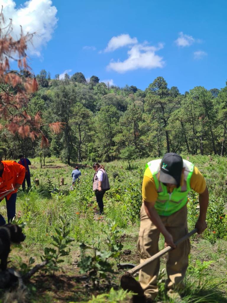 1690665557 294 2Reforestacion San Miguel de Ocampo Esta manana contamos con