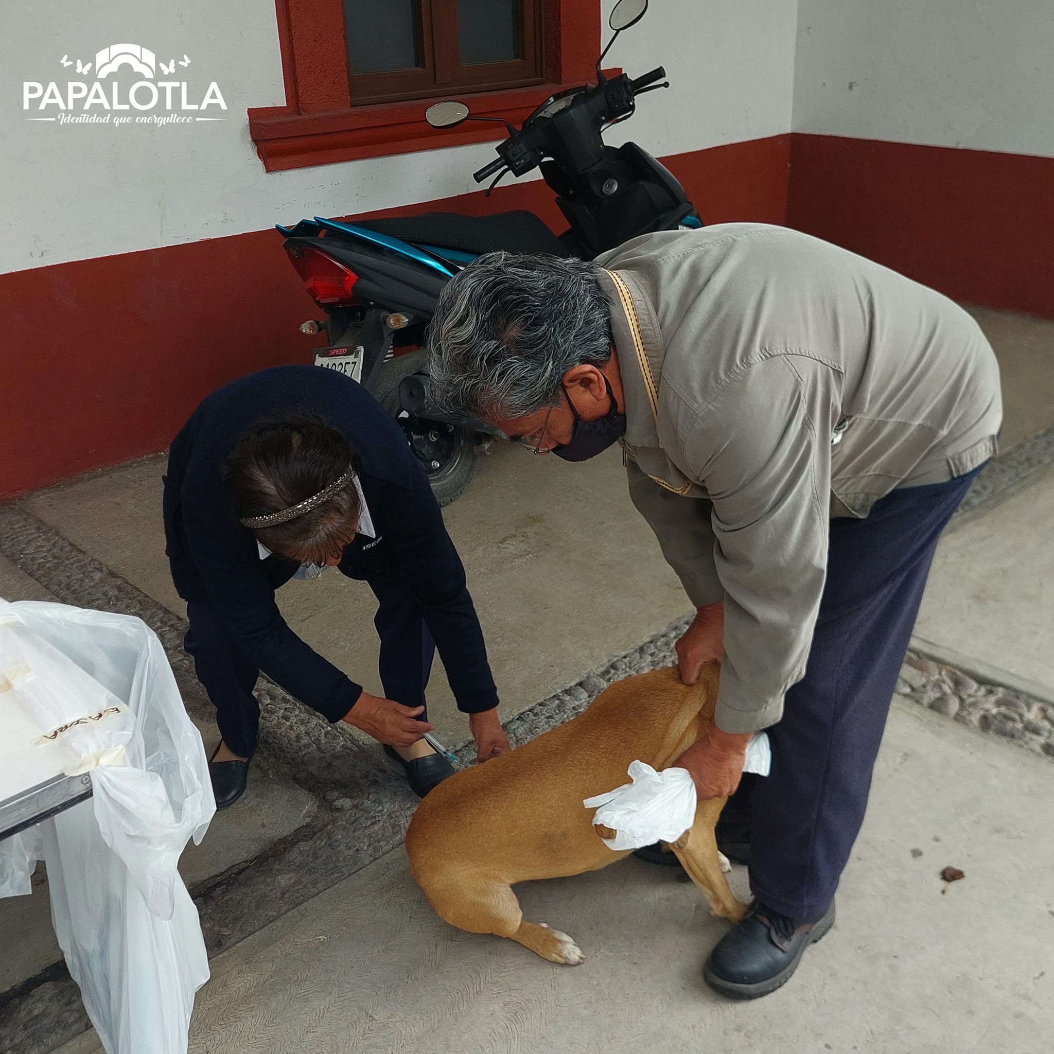 1690742243 452 vacunaatumascota ¡Comenzo la Jornada Estatal de VacunacionAntirrabica en P