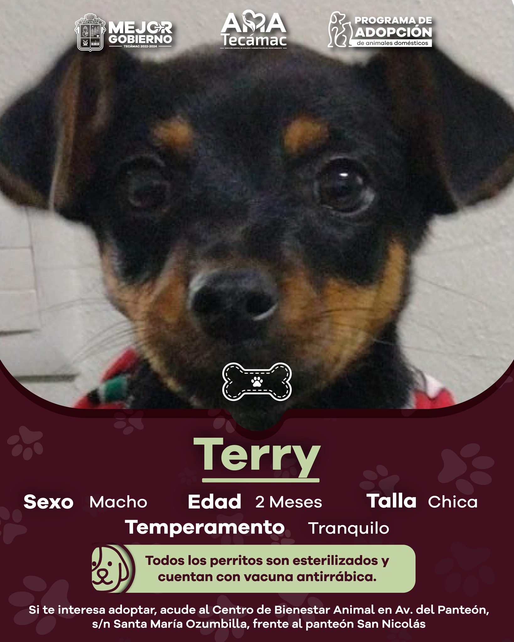 1690817222 891 En Tecamac promovemos la AdopcionResponsable ¿Te interesa adoptar acude al