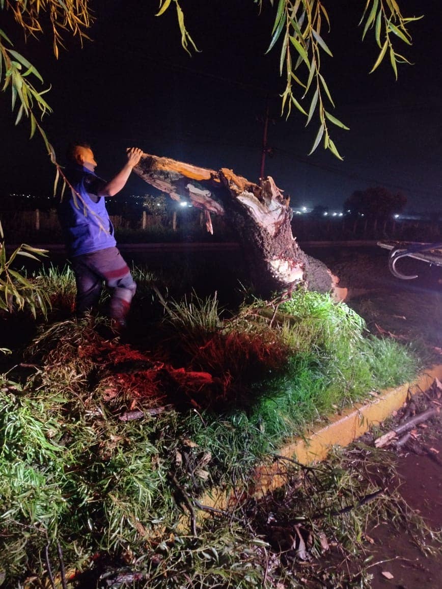 1690817414 369 Mientras dormias nuestros elementos de ProteccionCivil retiraron un arbol que