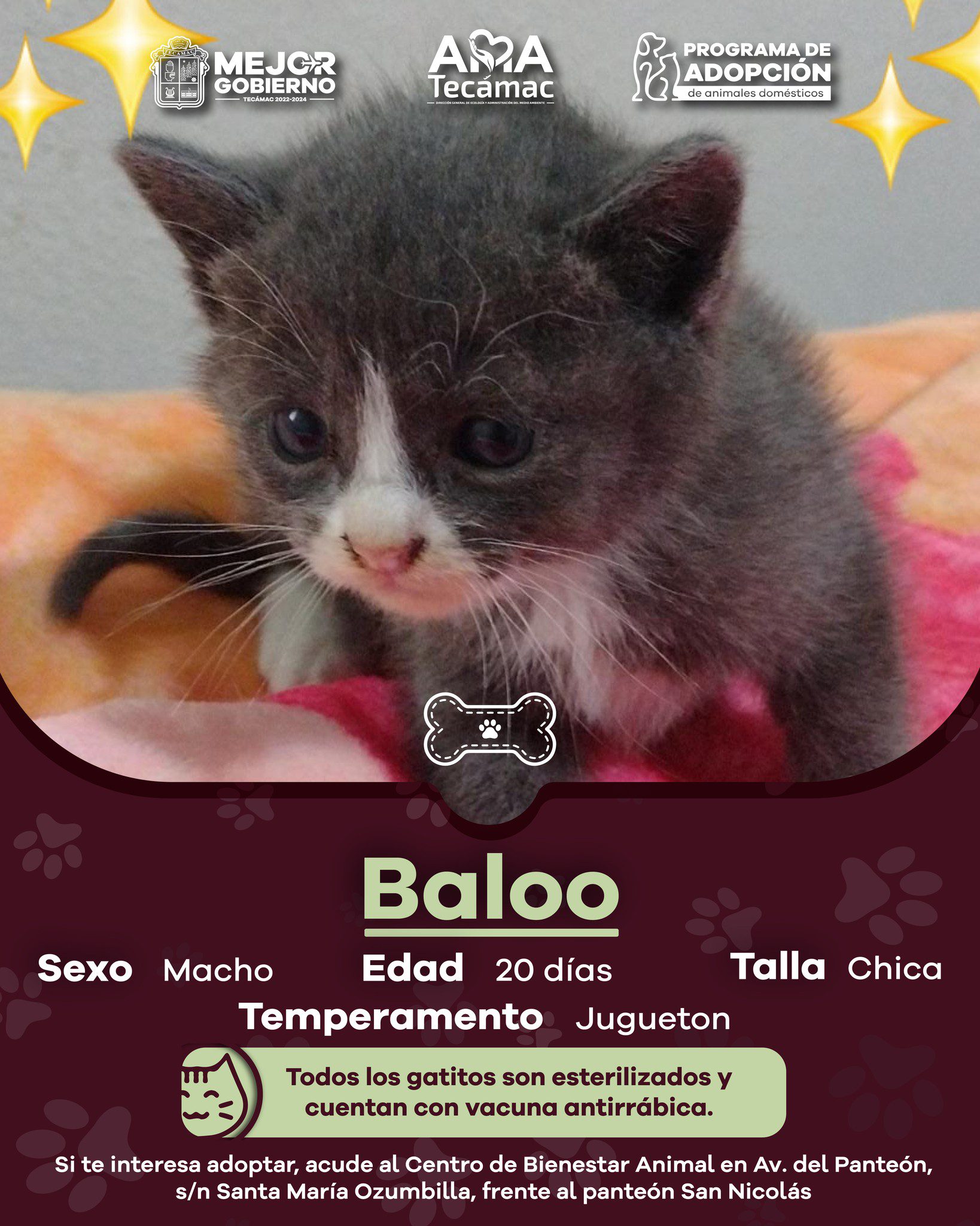 1690824630 287 En Tecamac promovemos la AdopcionResponsable ¿Te interesa adoptar acude al