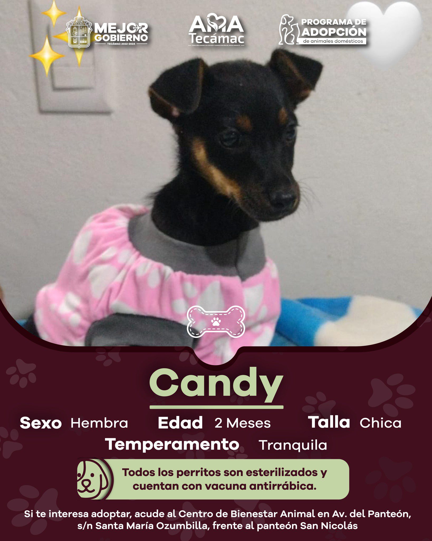 1690824661 799 En Tecamac promovemos la AdopcionResponsable ¿Te interesa adoptar acude al