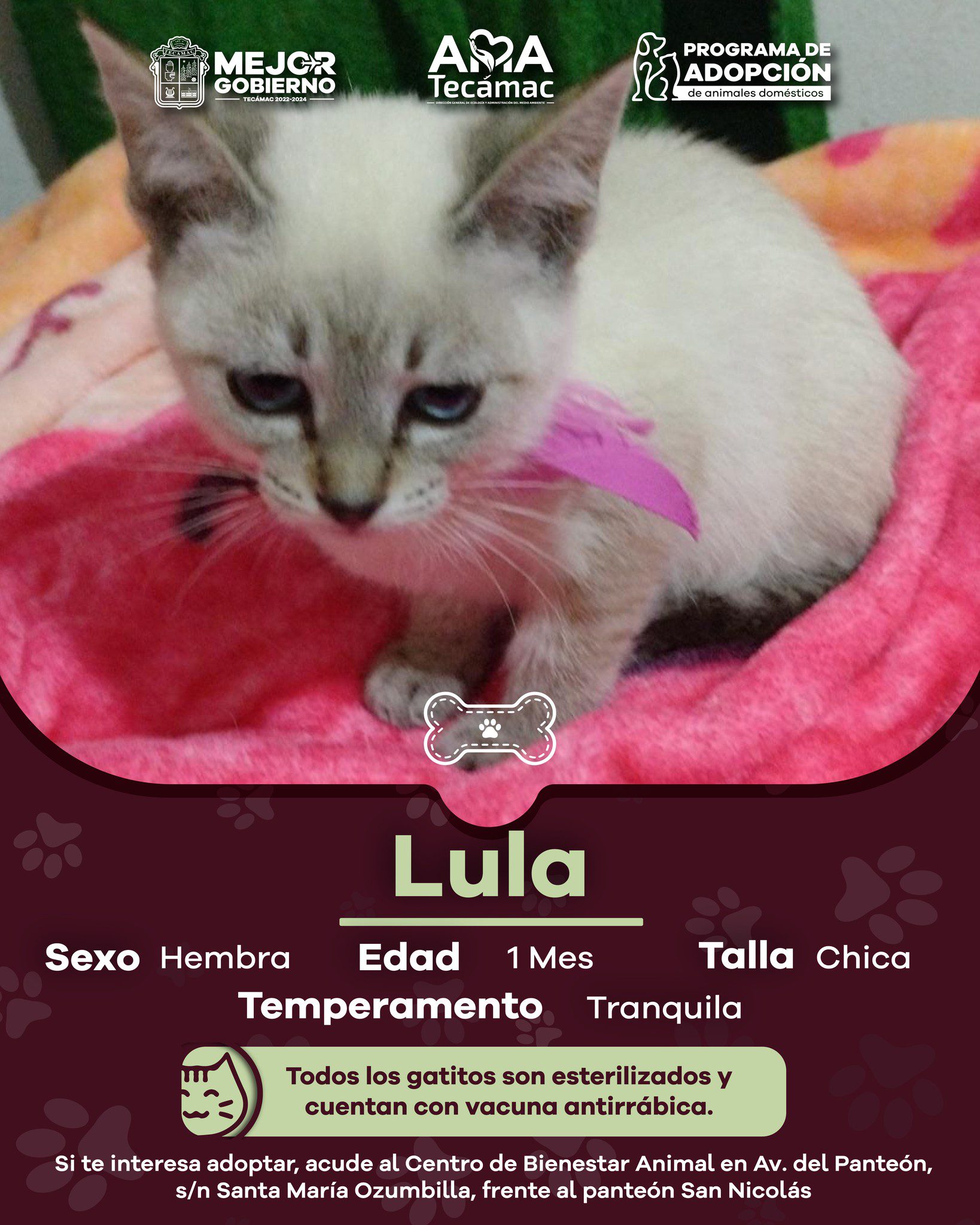 1690846395 166 En Tecamac promovemos la AdopcionResponsable ¿Te interesa adoptar acude al