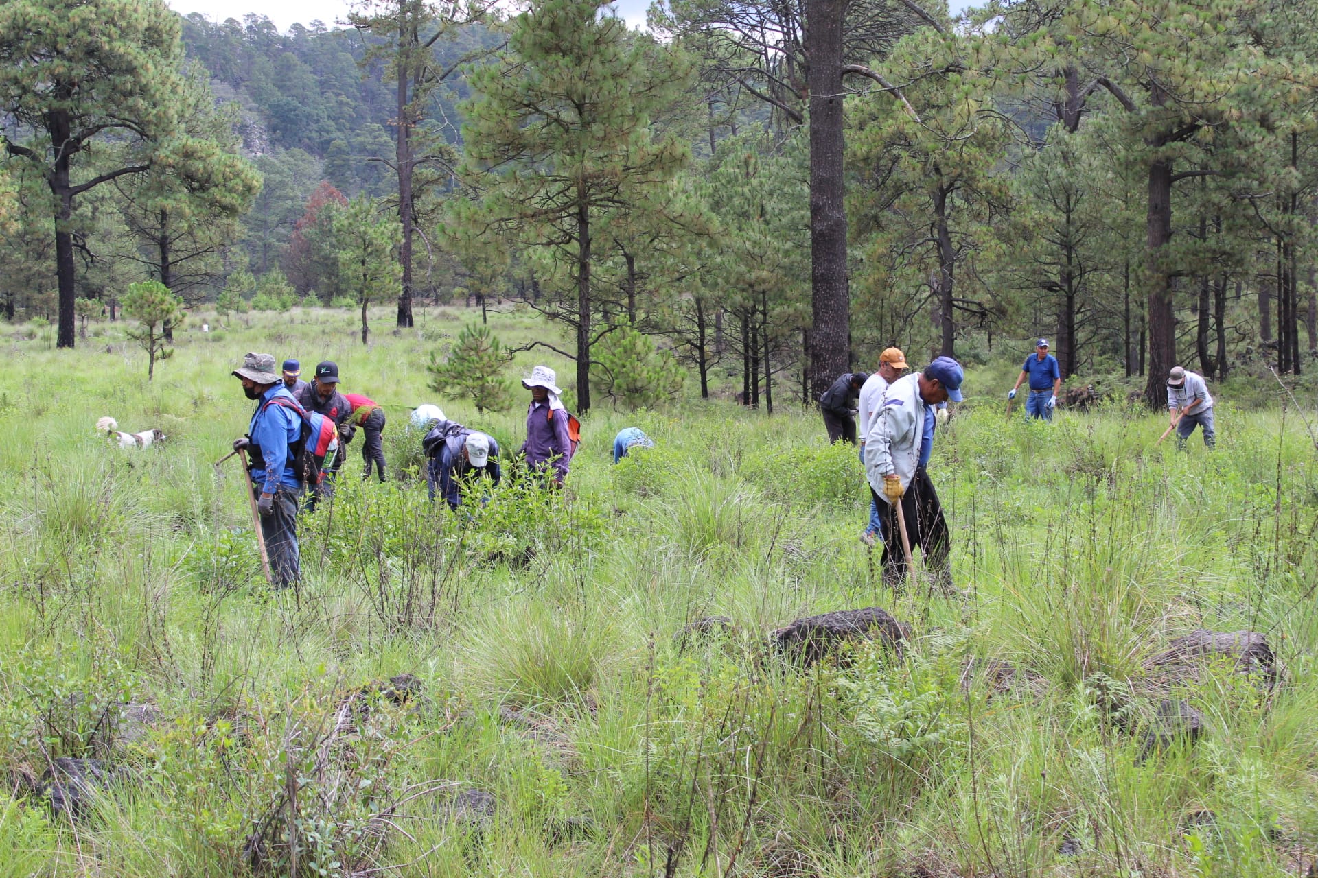 Con gran entusiasmo realizamos esta manana una jornada de reforestacion