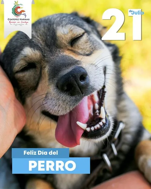 DiaMundialDelPerro Celebramos a los seres que iluminan nuestro hogar jpg