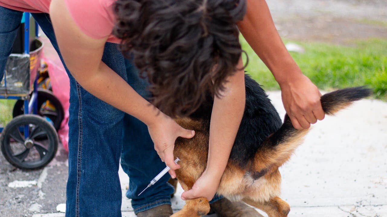 La Campana de Vacunacion Antirrabica Gratuita ha iniciado