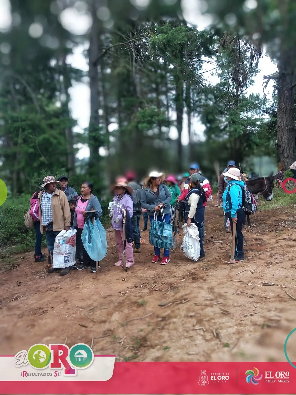 Reforestamos Cerro Lloron jpg